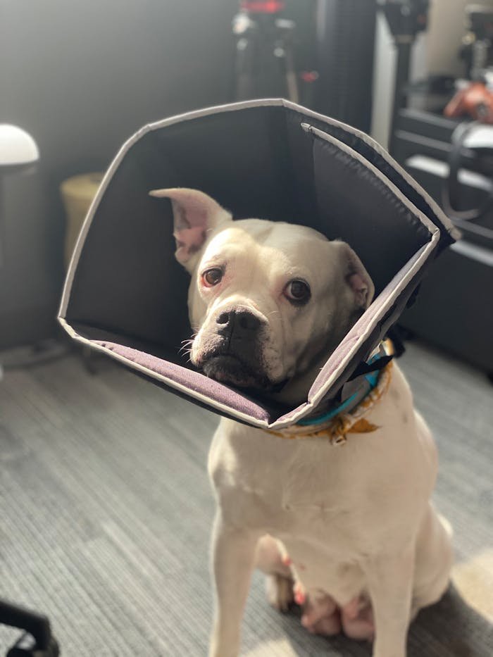 A white American Bulldog wearing a pet cone, sitting indoors with a curious gaze.