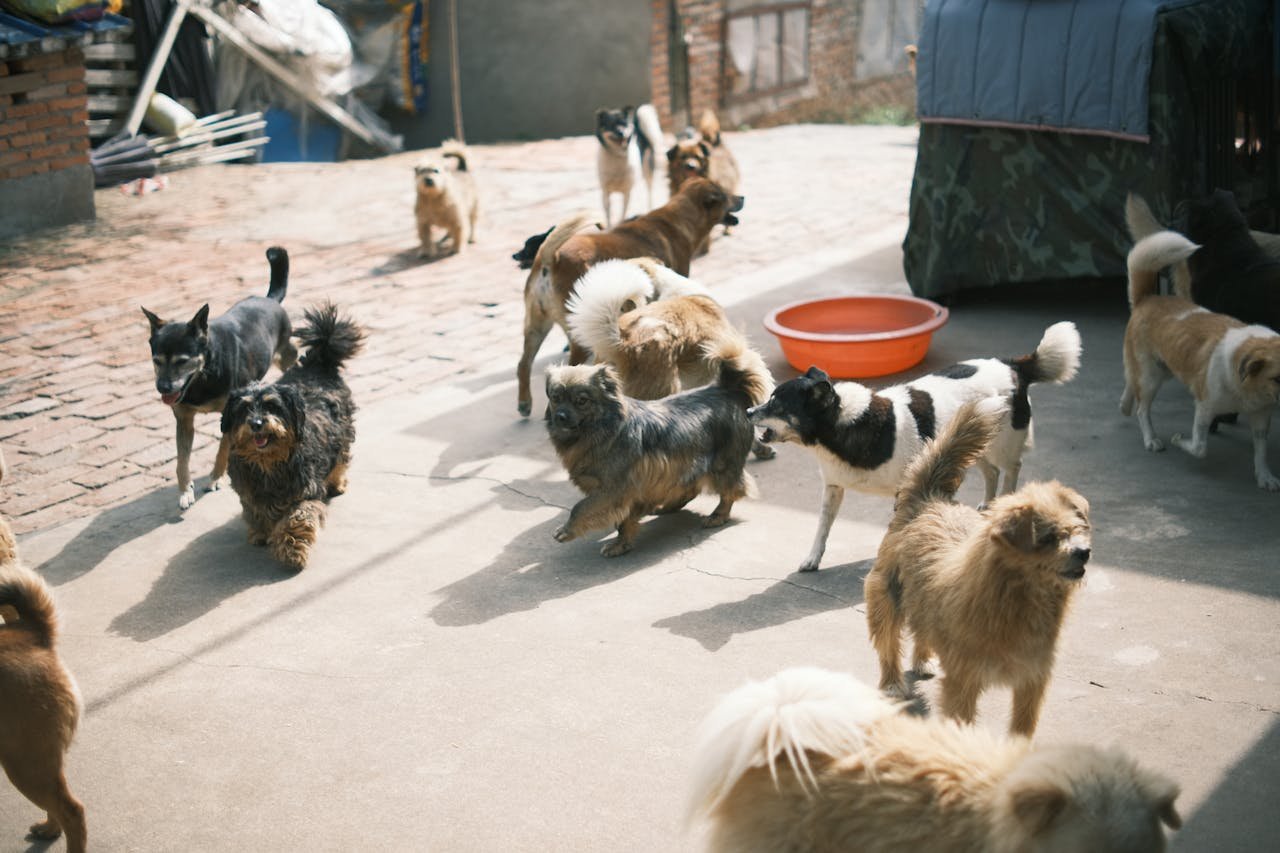 Group of diverse dogs socializing outdoors on a sunny day in the urban streets.